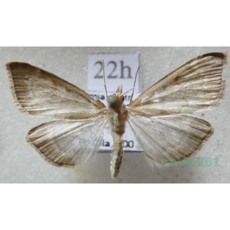 Anania fuscalis (Denis & Schiffermüller, 1775) Czech22h